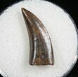 Nanotyrannus Tooth - Great Enamel #7773-1